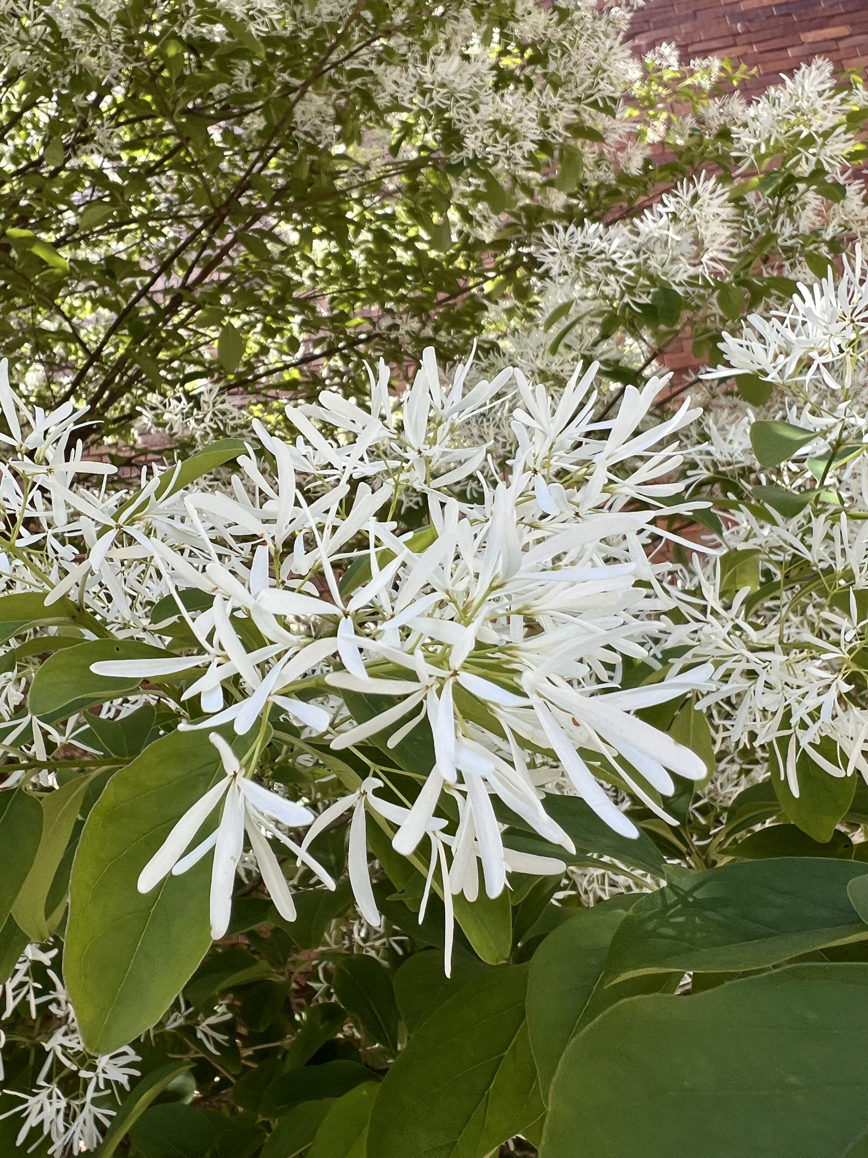 Cupples house Glazin’