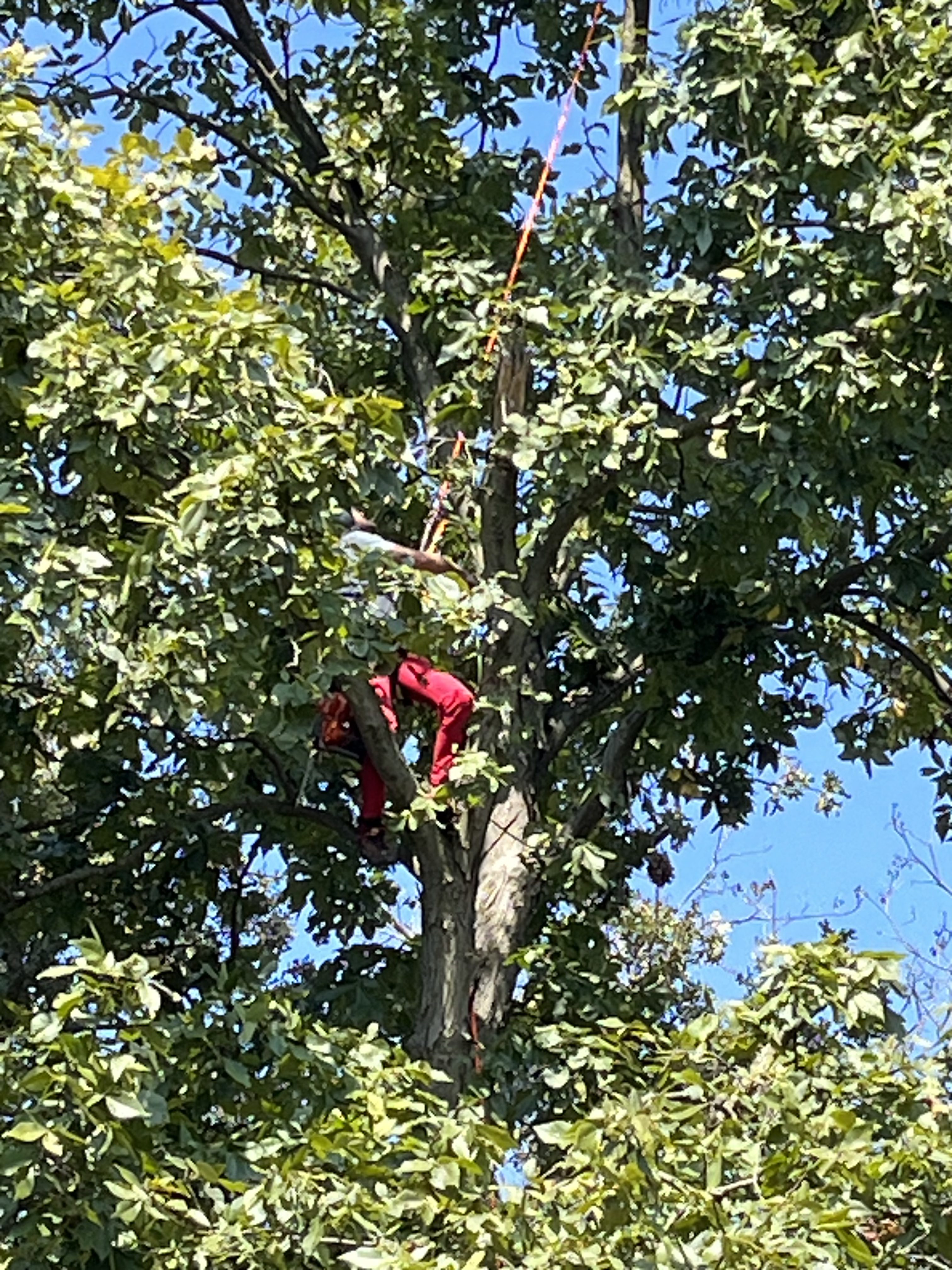 Skidduhleedip Memory Trip